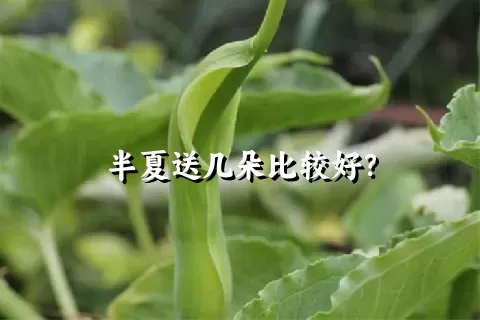 半夏送几朵比较好？