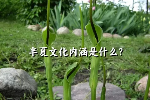 半夏文化内涵是什么？