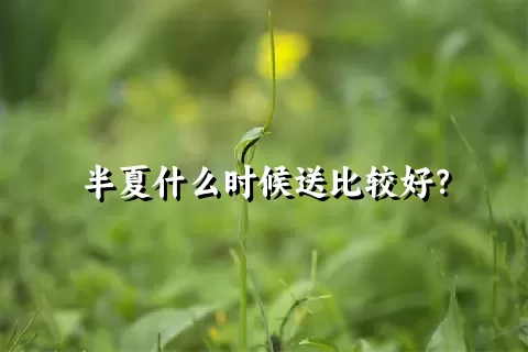 半夏什么时候送比较好？