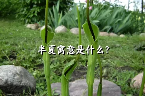 半夏寓意是什么？