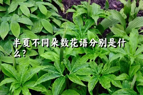 半夏不同朵数花语分别是什么？