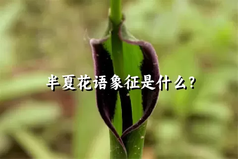 半夏花语象征是什么？