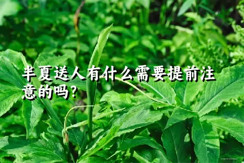 半夏送人有什么需要提前注意的吗？