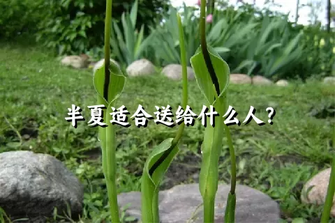 半夏适合送给什么人？