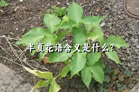 半夏花语含义是什么？