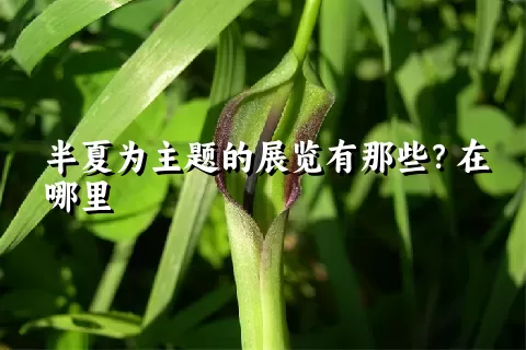 半夏为主题的展览有那些？在哪里