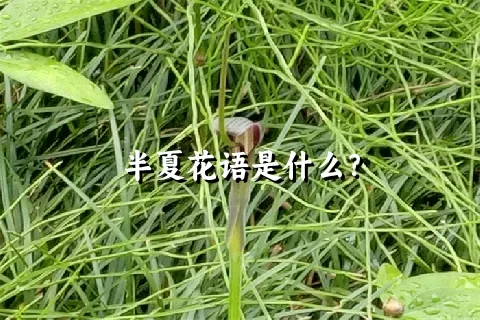 半夏花语是什么？