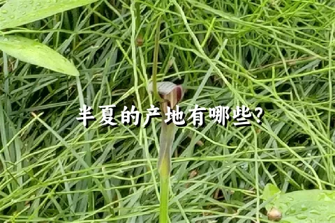 半夏的产地有哪些？