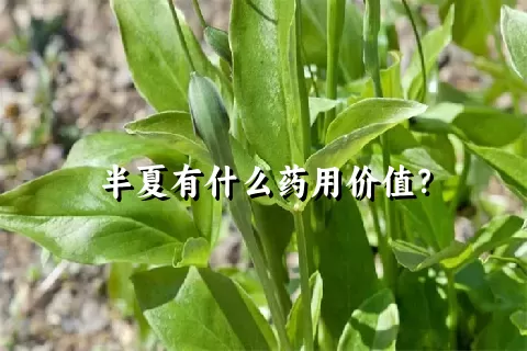 半夏有什么药用价值？