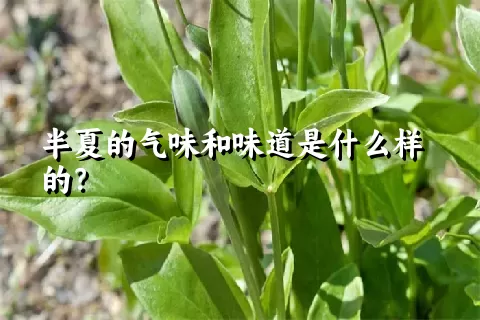 半夏的气味和味道是什么样的？