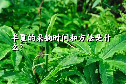 半夏的采摘时间和方法是什么？