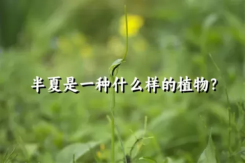 半夏是一种什么样的植物？