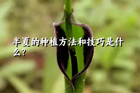 半夏的种植方法和技巧是什么？