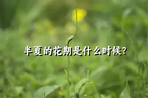 半夏的花期是什么时候？