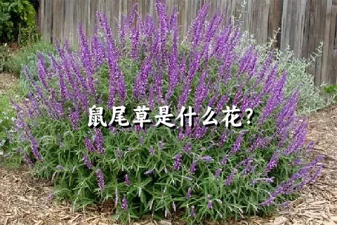 鼠尾草是什么花？