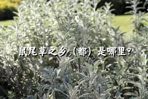 鼠尾草之乡（都）是哪里？