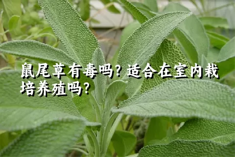 鼠尾草有毒吗？适合在室内栽培养殖吗？