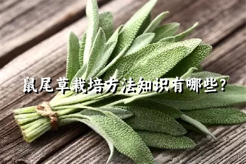 鼠尾草栽培方法知识有哪些？