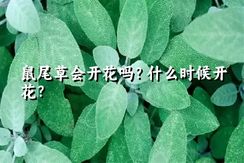 鼠尾草会开花吗？什么时候开花？