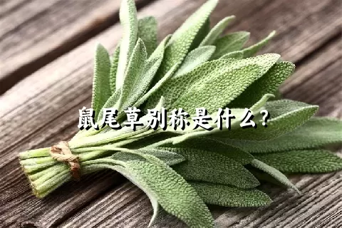 鼠尾草别称是什么？