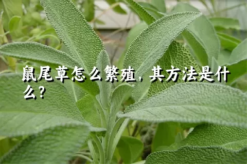 鼠尾草怎么繁殖，其方法是什么？