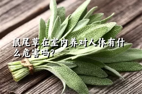 鼠尾草在室内养对人体有什么危害吗？