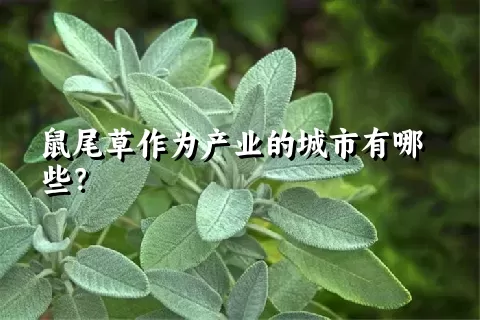 鼠尾草作为产业的城市有哪些？