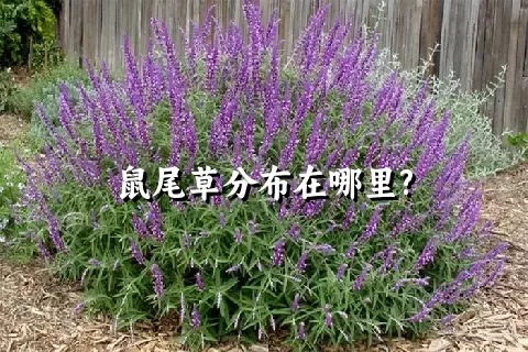 鼠尾草分布在哪里?