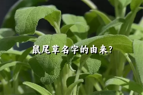 鼠尾草名字的由来？