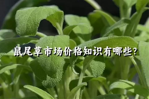 鼠尾草市场价格知识有哪些？