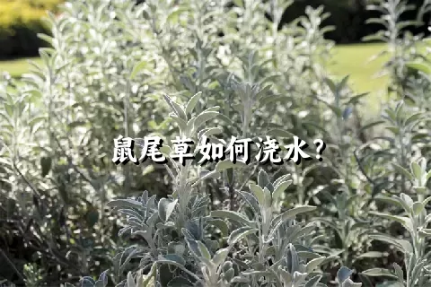 鼠尾草如何浇水？