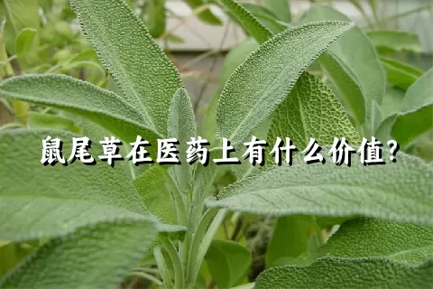 鼠尾草在医药上有什么价值？