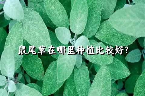 鼠尾草在哪里种植比较好？