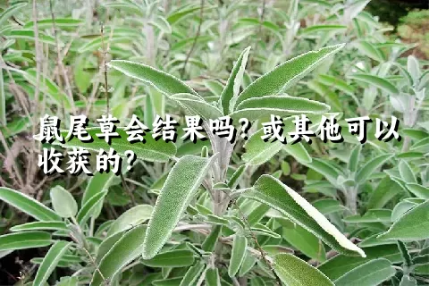 鼠尾草会结果吗？或其他可以收获的？