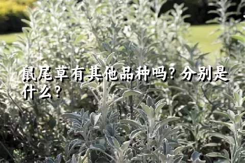 鼠尾草有其他品种吗？分别是什么？