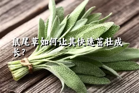 鼠尾草如何让其快速茁壮成长？