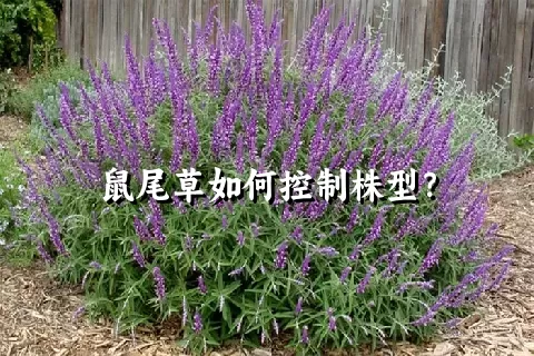 鼠尾草如何控制株型？