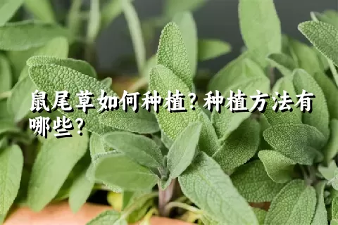 鼠尾草如何种植？种植方法有哪些？