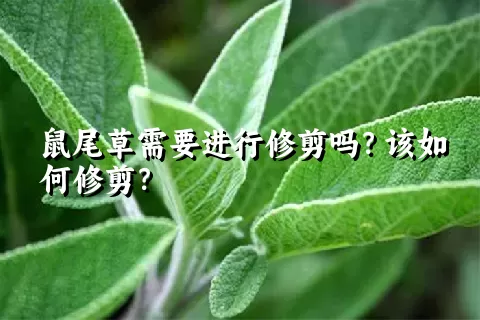 鼠尾草需要进行修剪吗？该如何修剪？