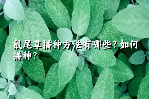 鼠尾草播种方法有哪些？如何播种？