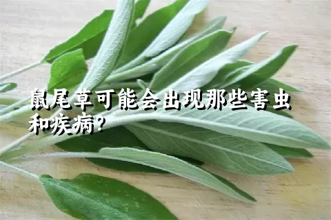 鼠尾草可能会出现那些害虫和疾病？