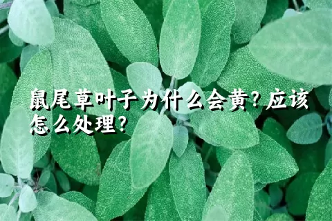 鼠尾草叶子为什么会黄？应该怎么处理？