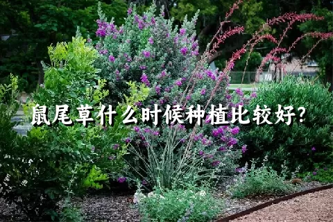 鼠尾草什么时候种植比较好？