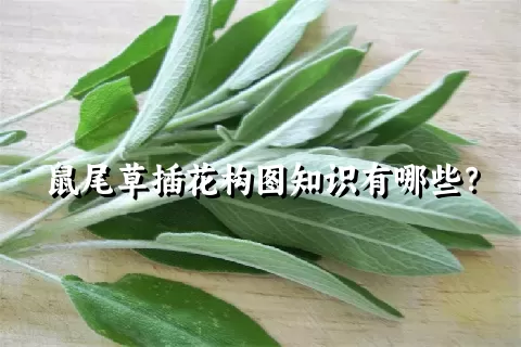 鼠尾草插花构图知识有哪些？