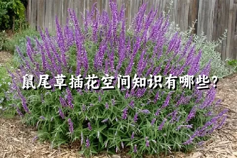 鼠尾草插花空间知识有哪些？