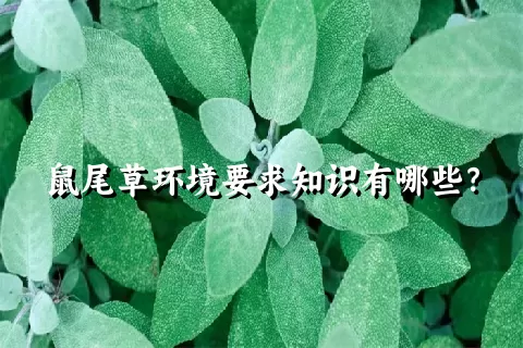 鼠尾草环境要求知识有哪些？