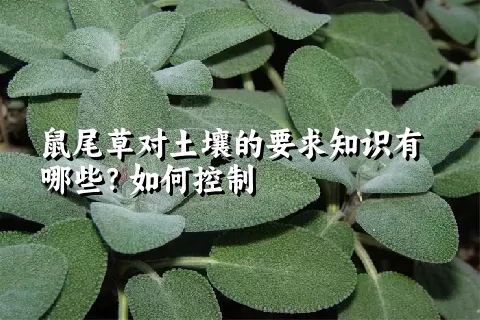 鼠尾草对土壤的要求知识有哪些？如何控制