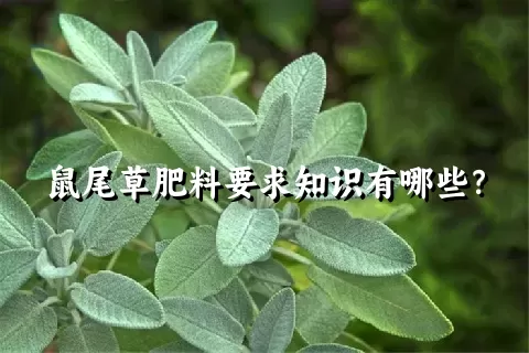 鼠尾草肥料要求知识有哪些？