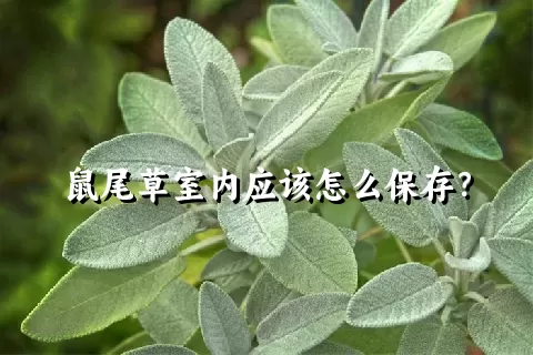 鼠尾草室内应该怎么保存？