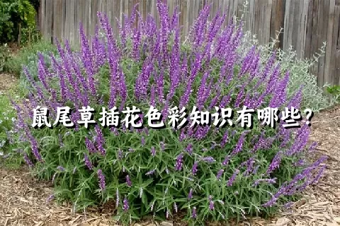 鼠尾草插花色彩知识有哪些？